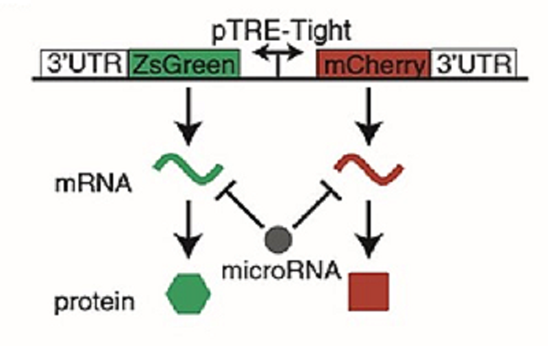 Экспрессия генов ZsGreen и mCherry