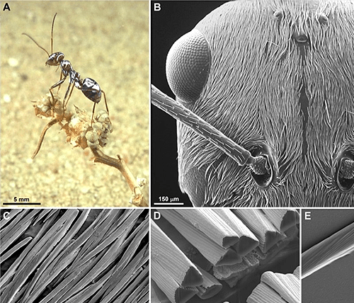 Блестящие покровы серебристых муравьев