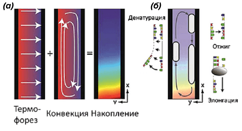 Репликация и накопление ДНК