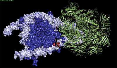РНК-полимераза II, ДНК и гистоны