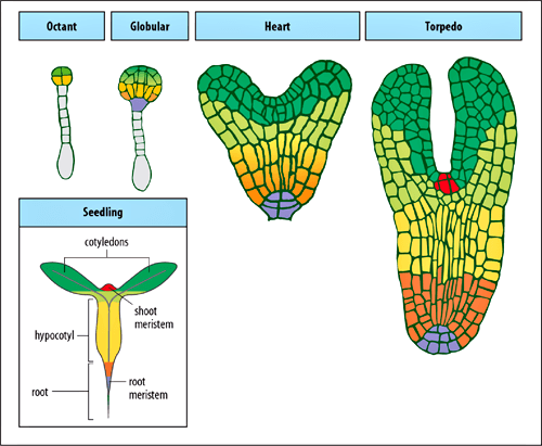 Стадии развития зародыша растений