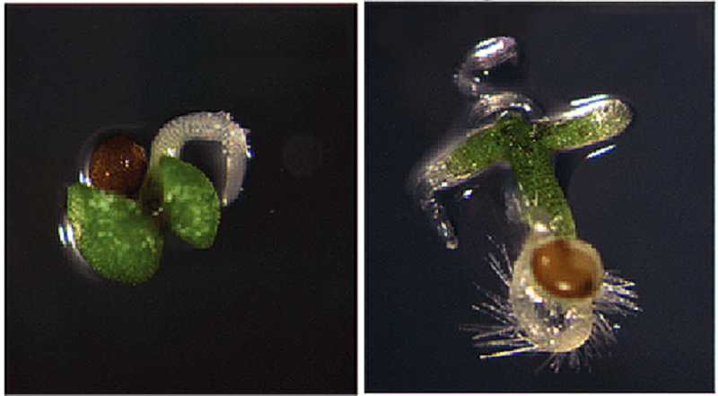 Проростки Arabidopsis thaliana