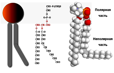 Молекула фосфатидилхолина