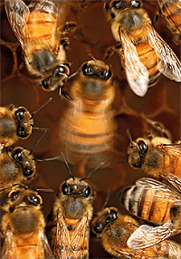 «Вихляющий» танец пчел