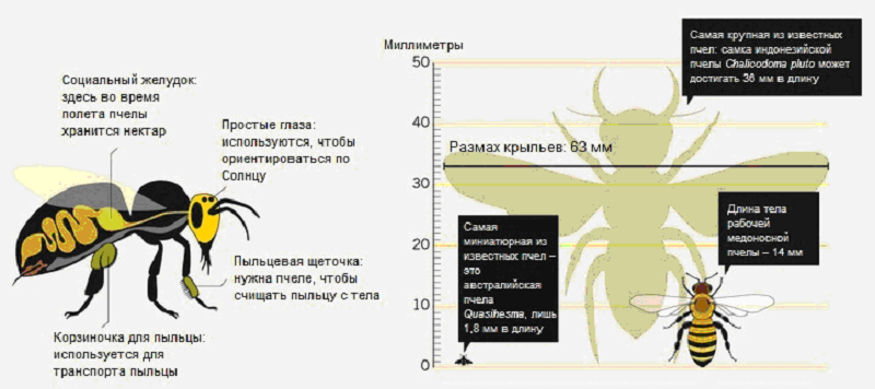 Пчела Apis mellifera в разрезе ЧПчела Apis mellifera в разрезе