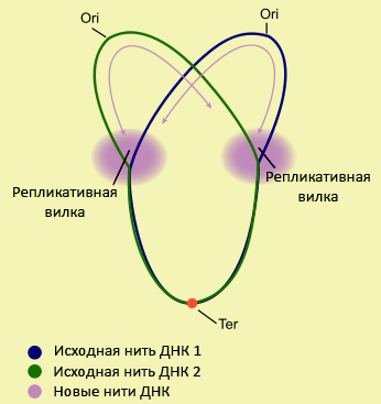 Схема удвоения бактериальной хромосомы