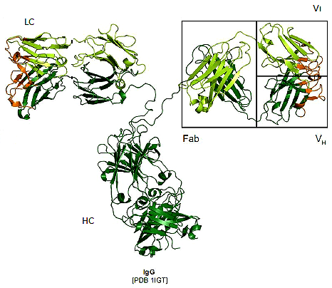 Структура антитела