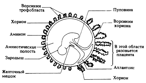 Зародышевые оболочки эмбриона человека
