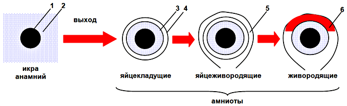Схема эволюции эмбрионального развития позвоночных