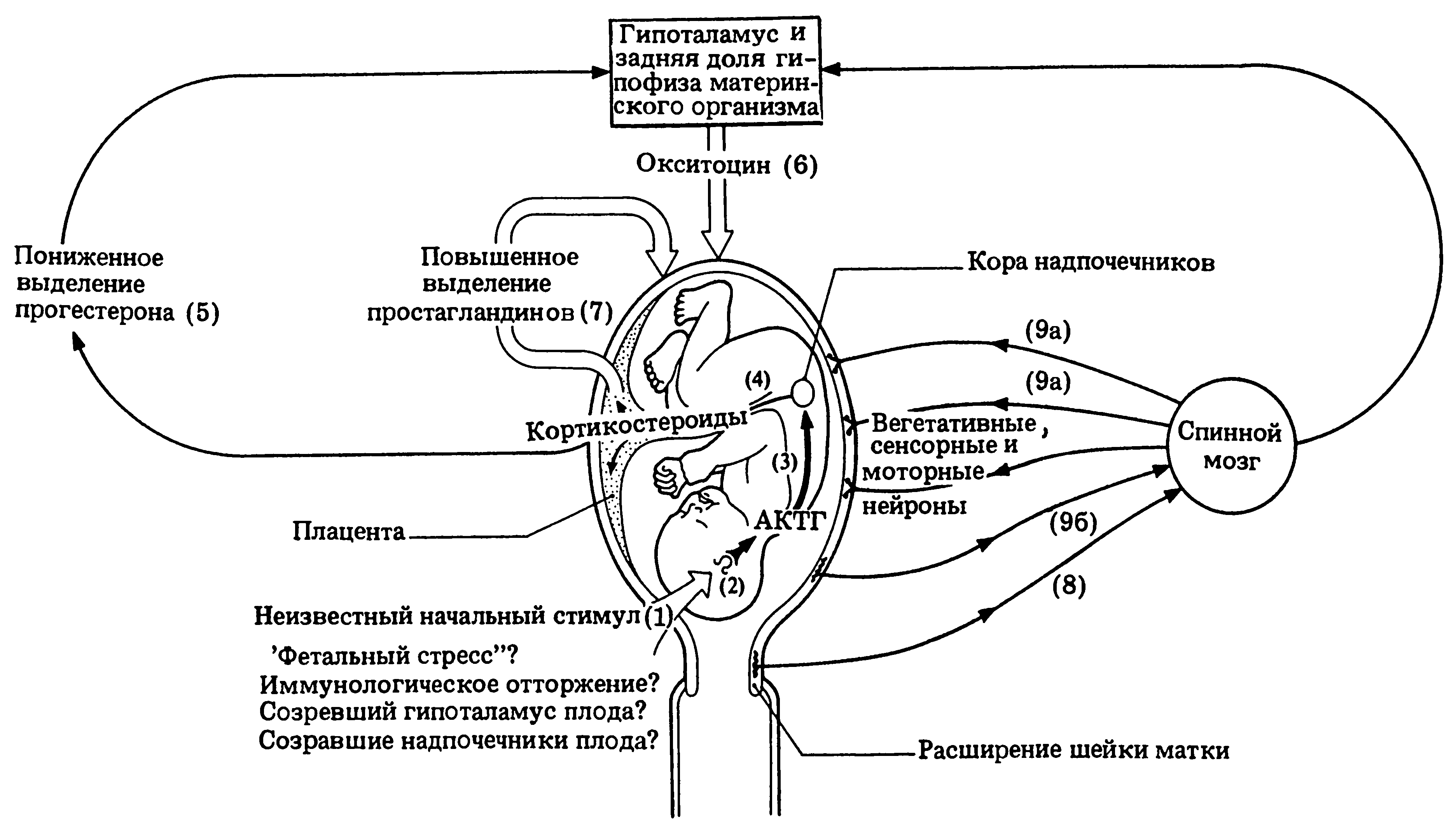 Роды у человека