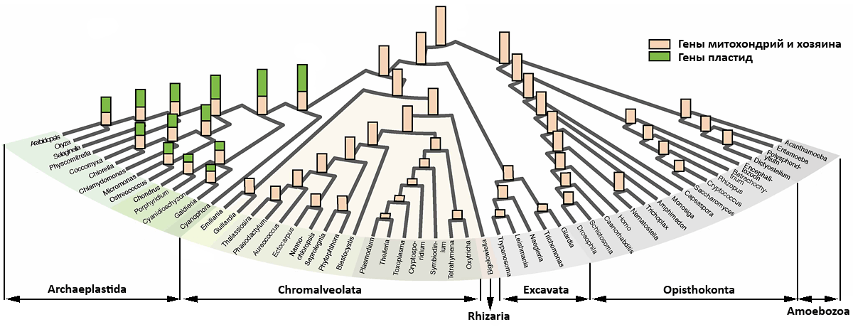 Эволюция эукариотического генома