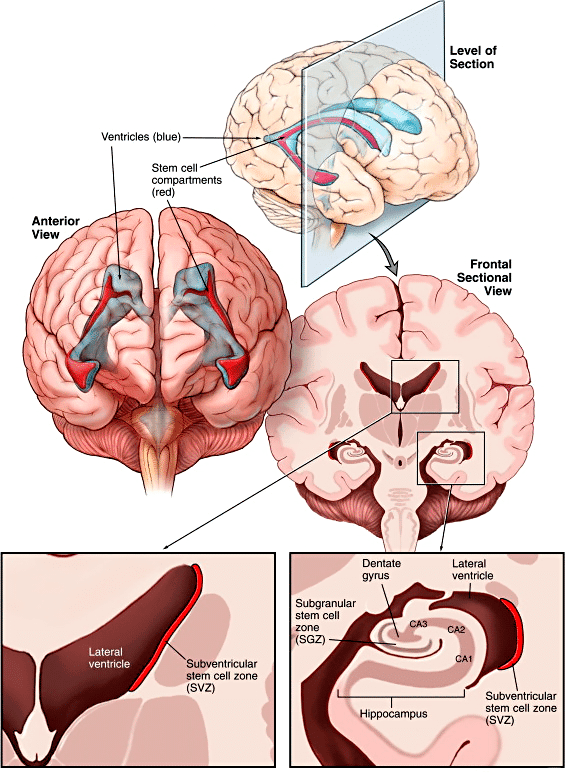Зоны нейрогенеза в мозге
