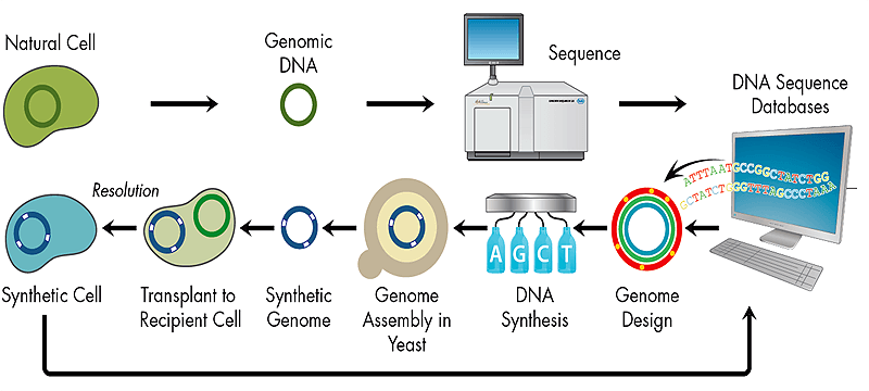 Схема синтеза организмов