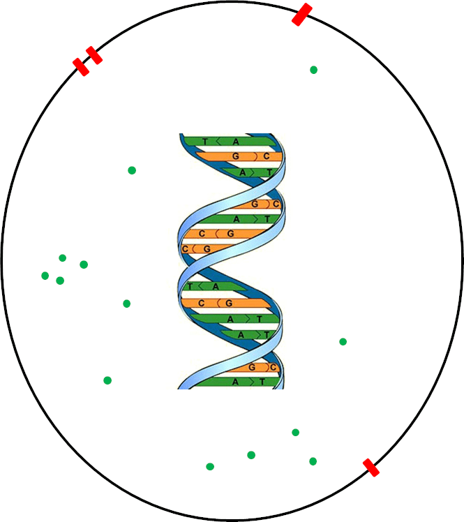Схематическое изображение клетки