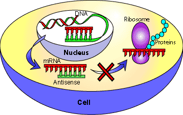 Блокирование трансляции антисмысловой РНК