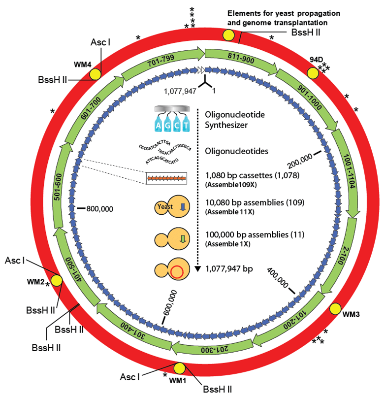 Схема сборки генома M. mycoides