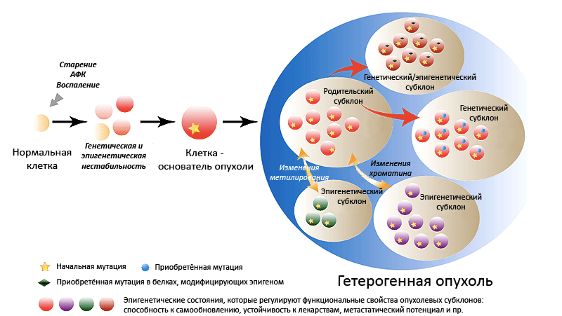 Гетерогенность опухоли