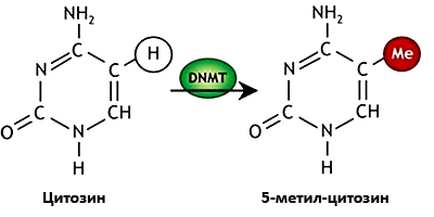 Метилирование цитозинового основания ДНК