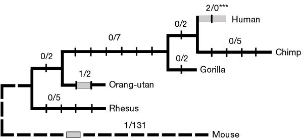 Эволюция гена FOXP2