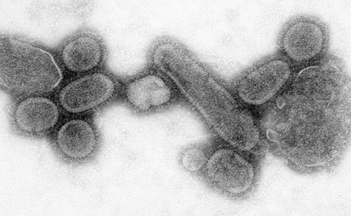 Воссозданный вирус H1N1