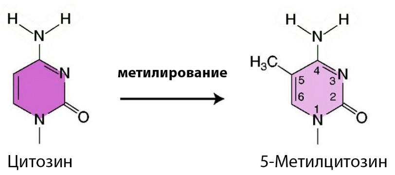 Метилирование цитозина