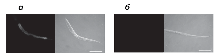 Микроскопия личинок C. elegans