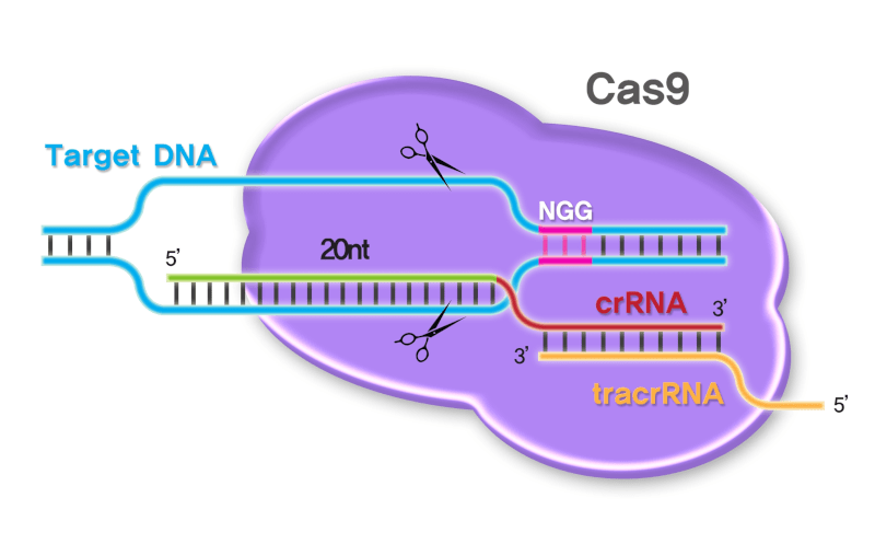 CRISPR/Cas9-система