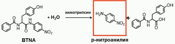Реакция гидролиза субстрата BTNA