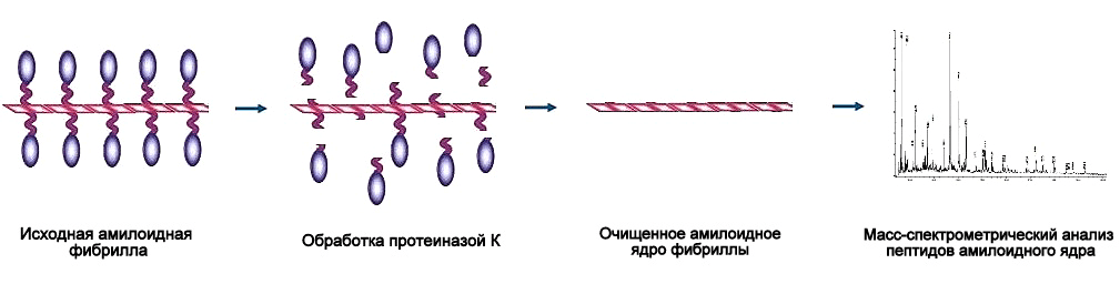 Определение размера амилоидного ядра