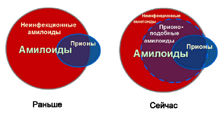 Соотношение понятий «амилоид» и «прион»