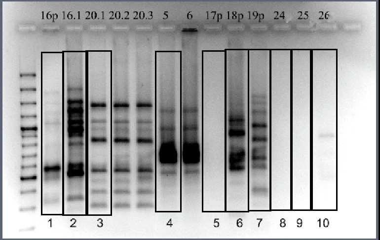 Электрофореграмма продуктов Box-PCR