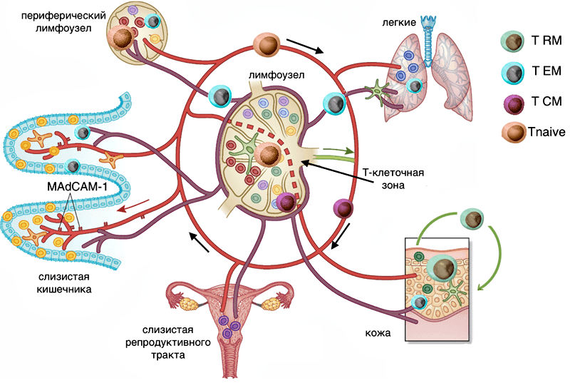 Пути циркуляции Т-лимфоцитов