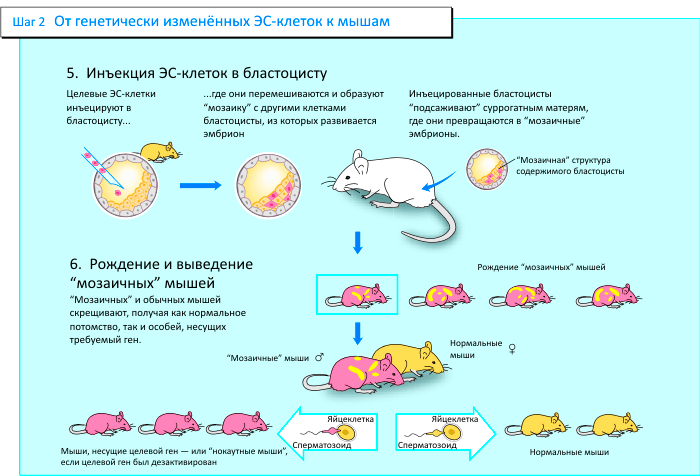 Схема направленного изменения генов в мышах (шаг 2)