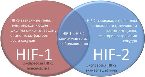 Различия HIF-1 и HIF-2