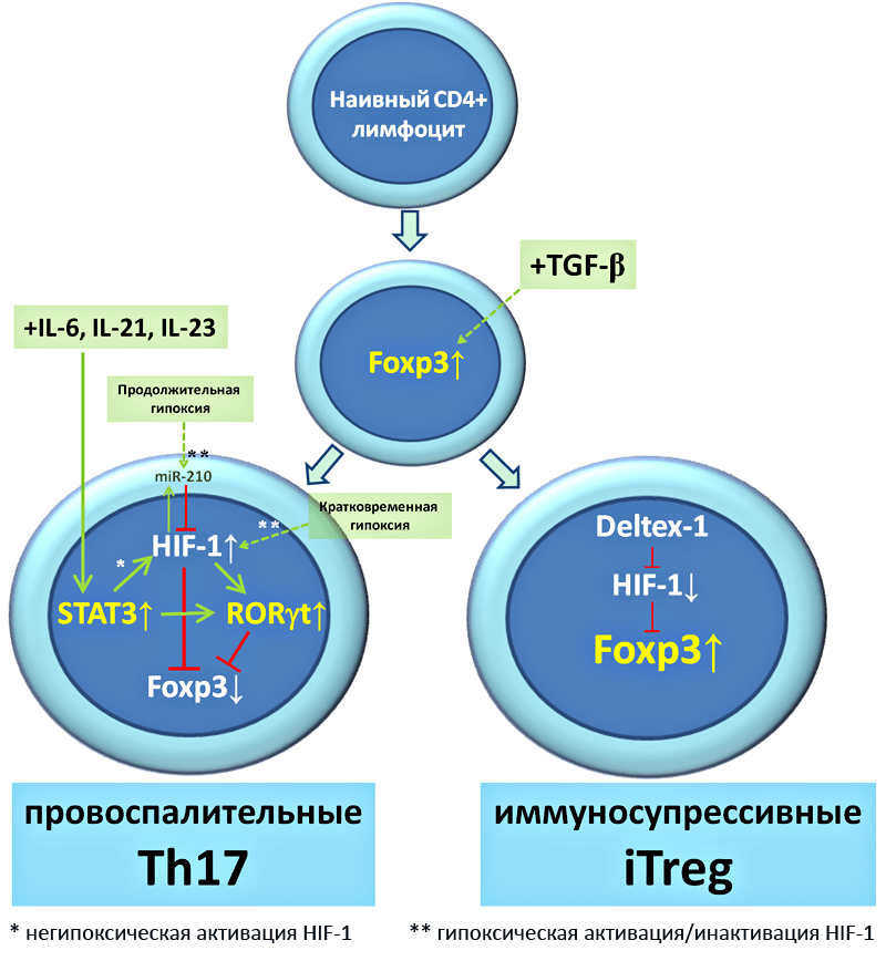 Роль HIF-1 в дифференцировке наивных лимфоцитов