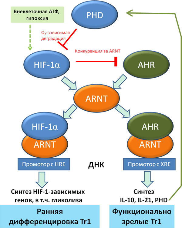 Роль HIF-1 в дифференцировке иммуносупрессивных лимфоцитов