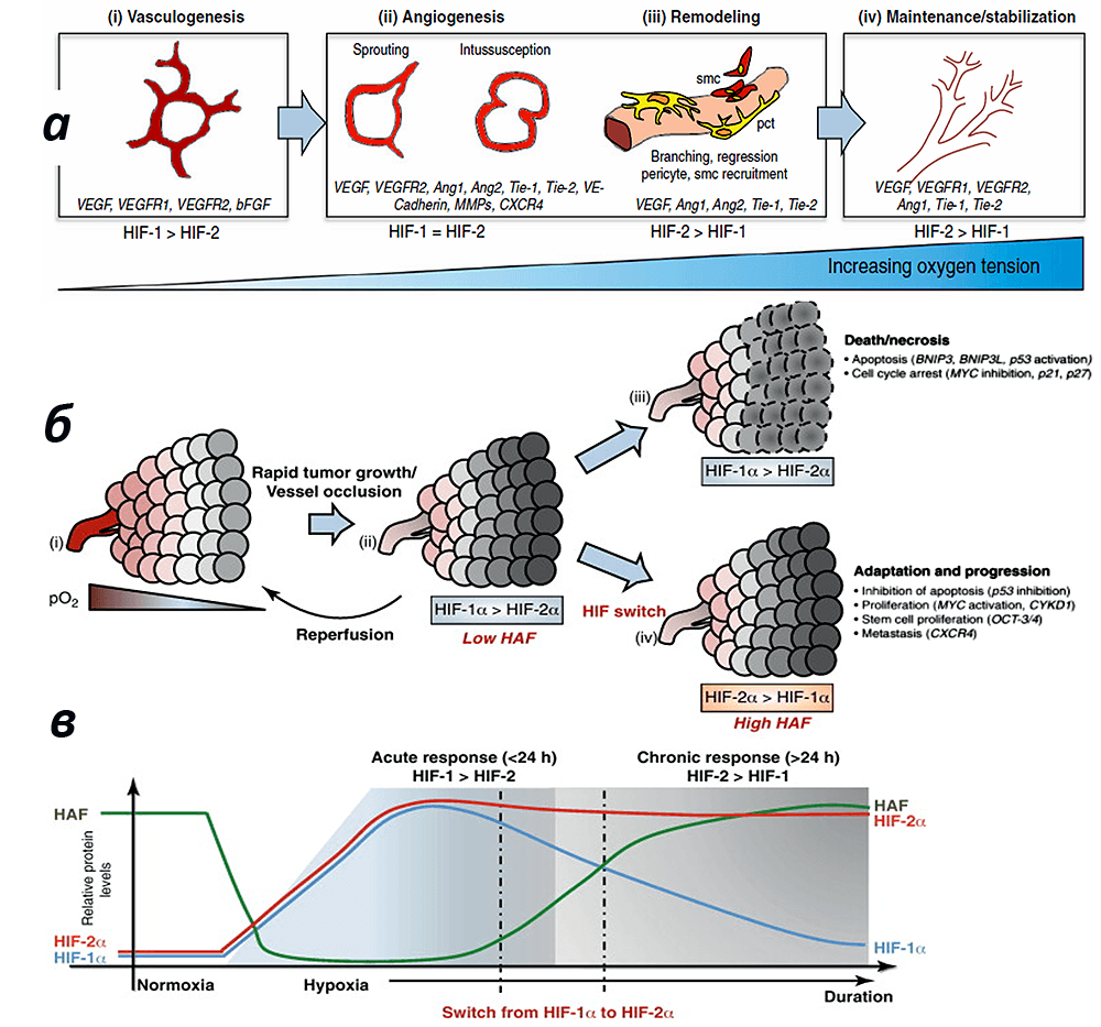 Понятие переключения изоформ HIF