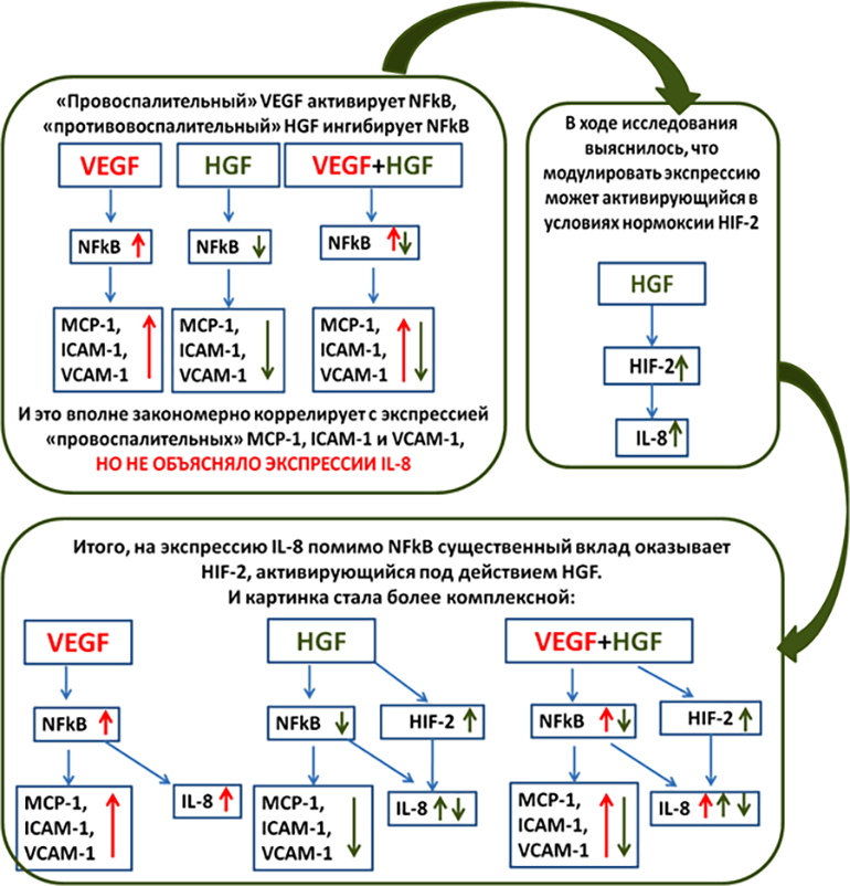 Негипоксическая активация HIF-2