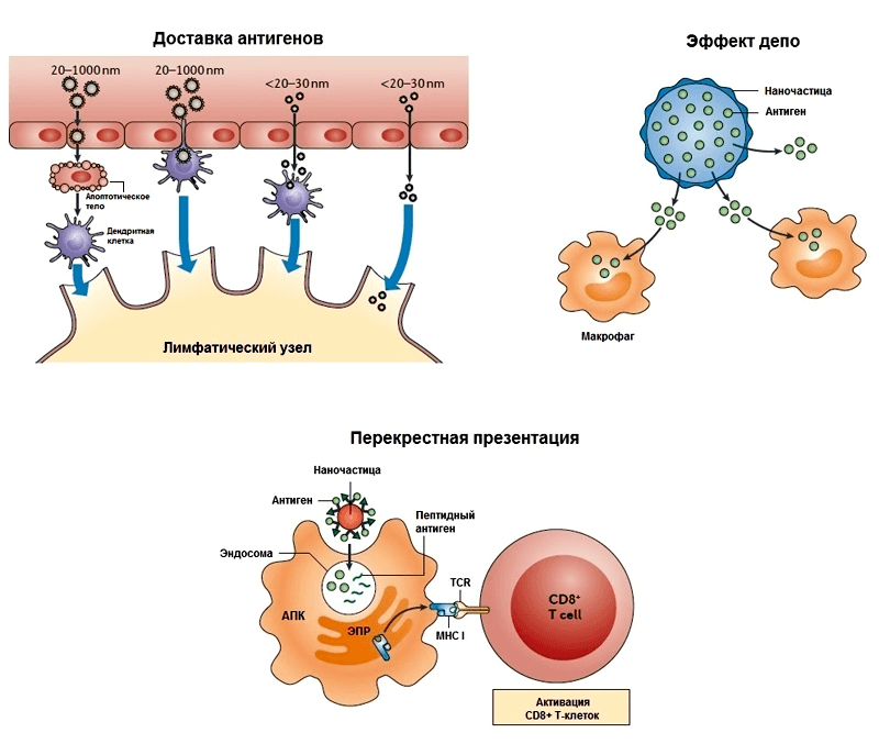 Механизмы действия наноадъювантов