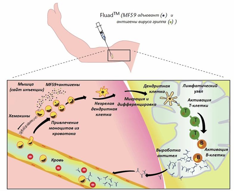 Механизм действия масляно-водного адъюванта MF59