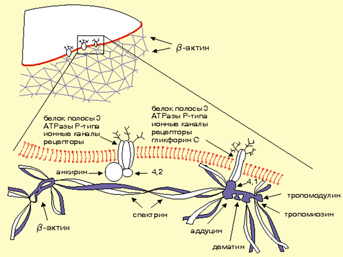 Актин-спектриновый цитоскелет эритроцитов