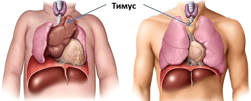 Тимус у новорождённого и взрослого