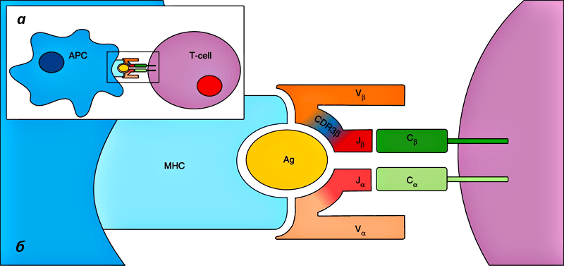 TCR и антиген-презентирующая клетка