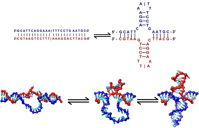 Крестоообразные структуры ДНК
