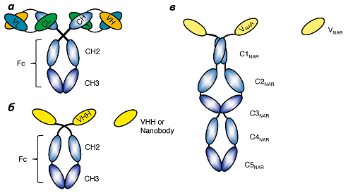 Схема строения антител