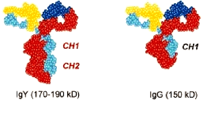 Иммуноглобулины Ig Y и Ig G