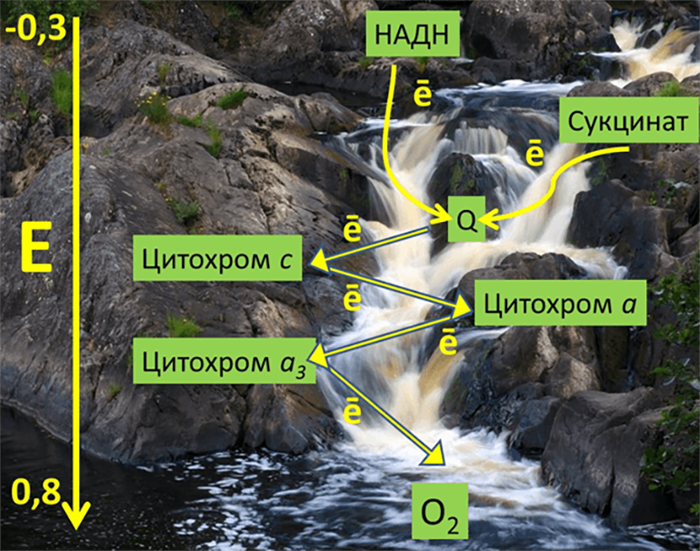 Редокс-потенциалы