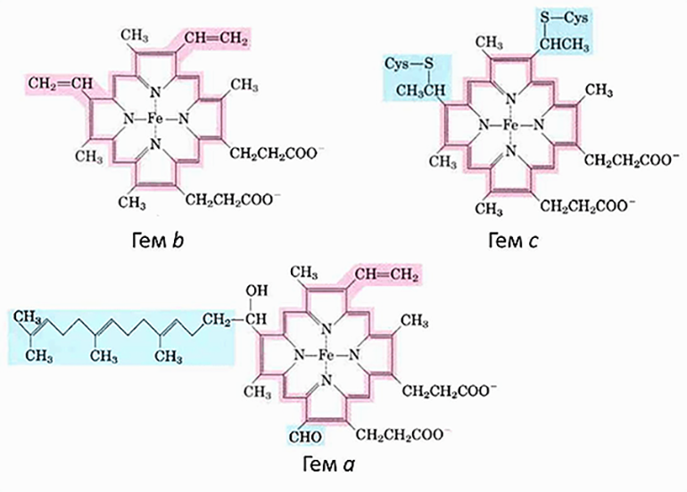 Гемы цитохромов разных типов
