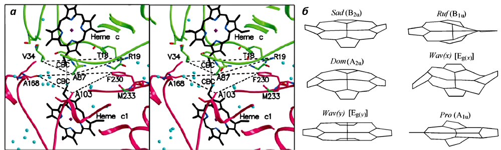 Расположение и конформации гемов цитохрома