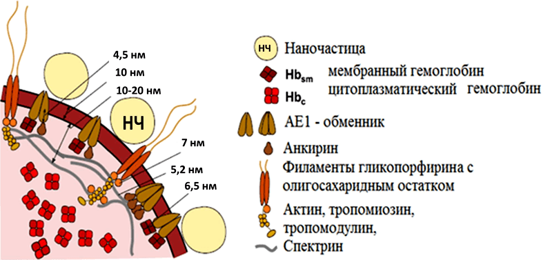 Срез эритроцита